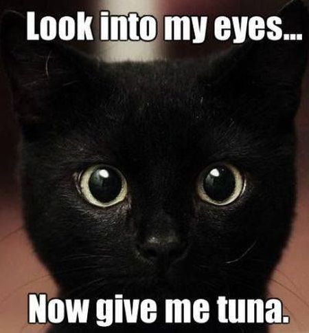 25-look-into-my-eyes-cat-meme