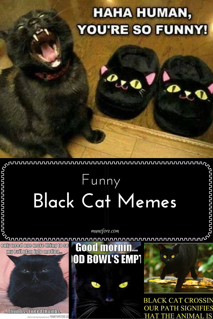 Black cat memes. A collection of cute and funny black cat memes for Friday the 13th or Halloween.