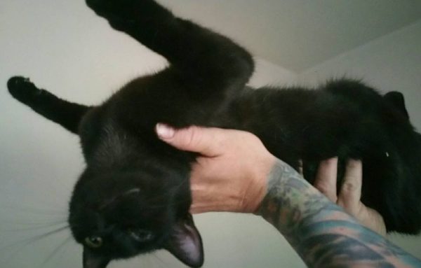 Upside Down Cat