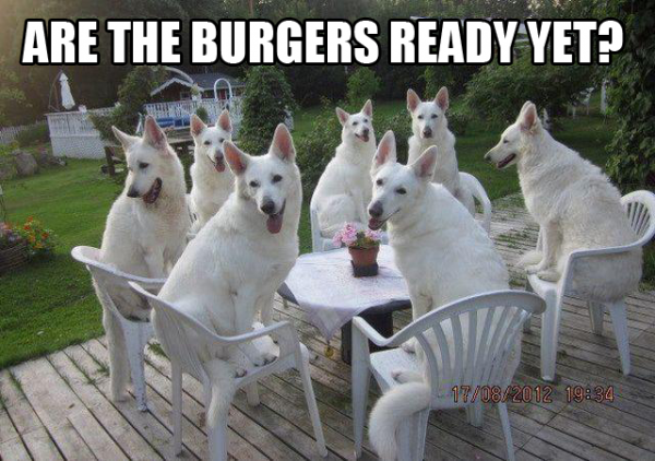 Are-the-burgers-ready-yet-dog-meme