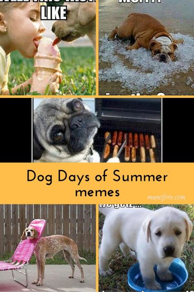 Dog Days of Summer Memes - collection of cute and funny summer themed dog memes. Dog memes. Funny Summer memes.