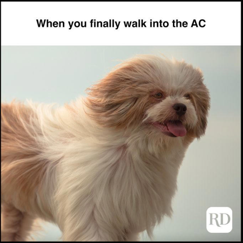 dog with fur being blown with text "when you finally walk into the AC"