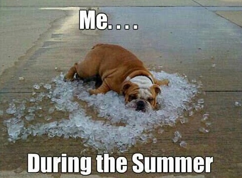 These Summer Dog memes may not cool you off, but the should make you laugh.#summer #humor #dogs