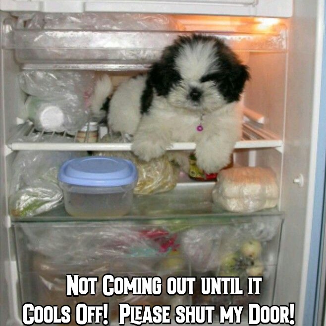 dog in refrigerator with text "not coming out until it cools off! Please shut my door"