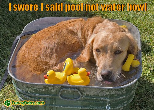 funny-dog-picture-pool-not-water-bowl