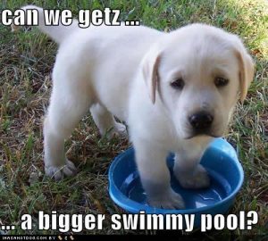 Dog Days of Summer Memes – collection of cute and funny summer themed