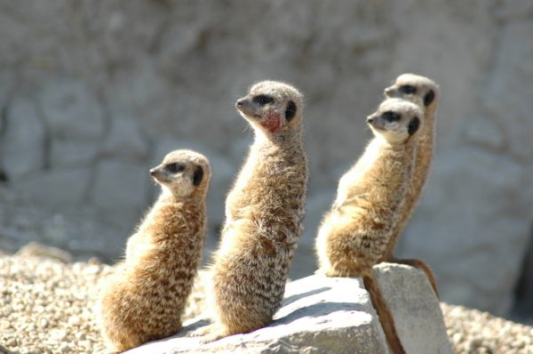 meerkats reclining