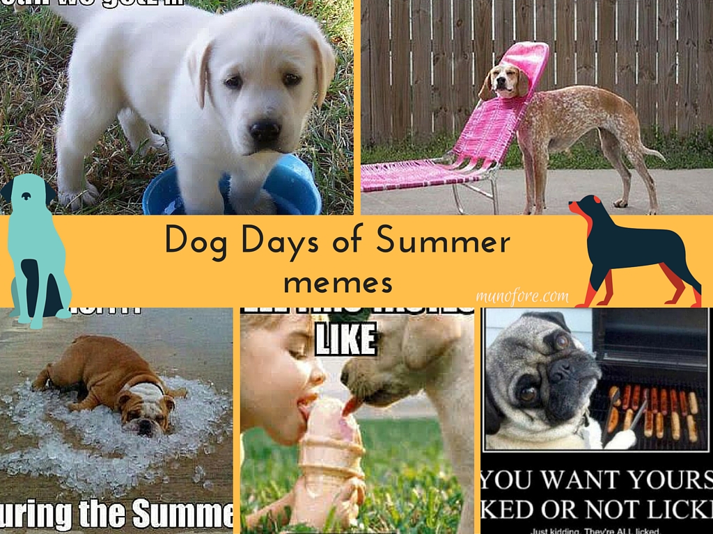Dog Days of Summer Memes - collection of cute and funny summer themed dog memes. Dog memes. Funny Summer memes.