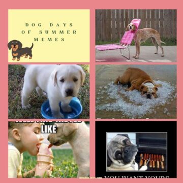 collage of dog photos