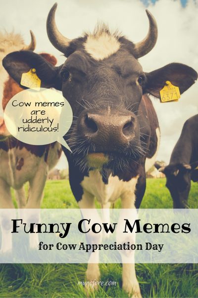 Funny Cow Memes in honor of Cow Appreciation Day. Cow jokes, cow puns, cow cartoons.