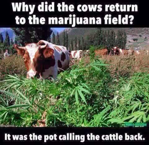 Why-did-the-cow-return-to-the-Marijuana-field-meme