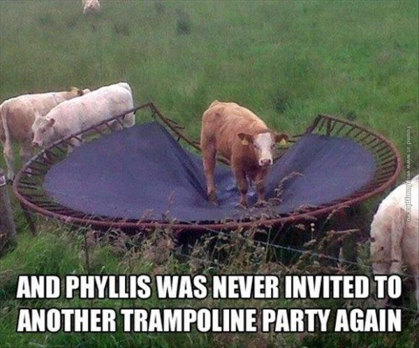 funny-pics-cow-at-a-trampoline-party