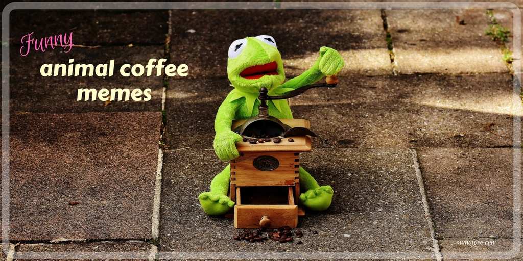 Adorable and funny animal coffee memes - memes about coffee featuring animals. coffee memes, animal memes.