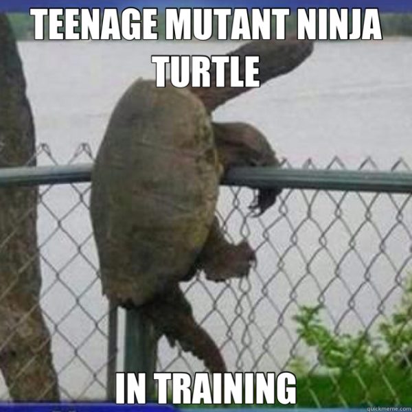 turtle memes