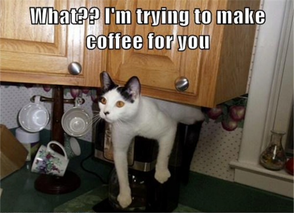 funny-picture-of-cat-making-coffee2