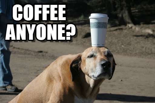 Coffee Funny Animals