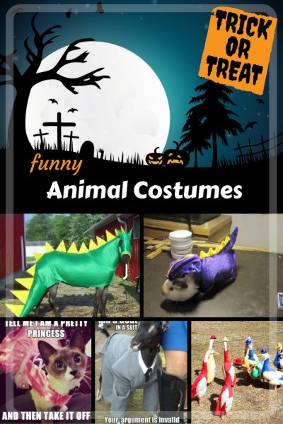 Crazy Pet Costume Memes: funny photos of animals in costumes.