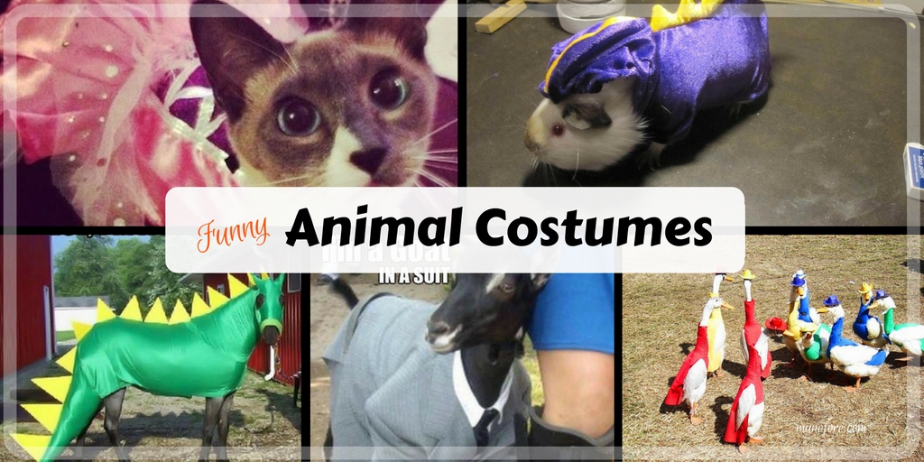 Crazy Pet Costume Memes: funny photos of animals in costumes.
