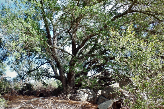 The Santa Rosa Plateau located near Murrieta, CA in the Santa Ana Mountains is a great place to hike and learn about California's history and native ecology