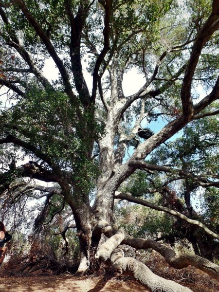 The Santa Rosa Plateau located near Murrieta, CA in the Santa Ana Mountains is a great place to hike and learn about California's history and native ecology