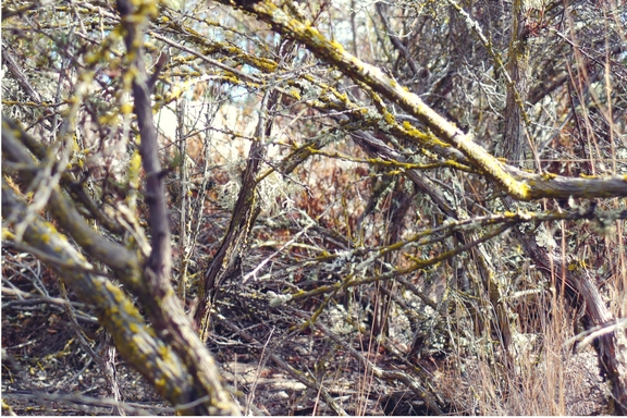 The Santa Rosa Plateau located near Murrieta, CA in the Santa Ana Mountains is a great place to hike and learn about California's history and native ecology