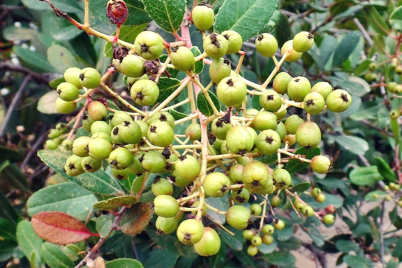 toyon