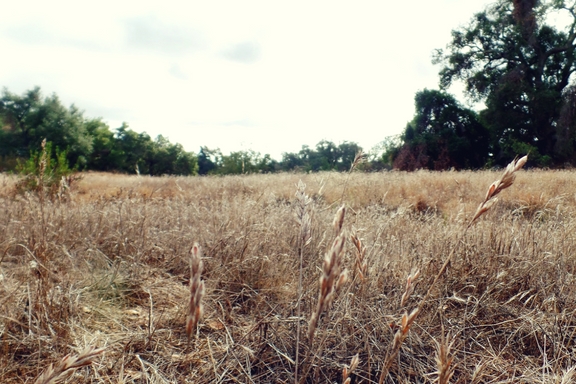 The Santa Rosa Plateau located near Murrieta, CA in the Santa Ana Mountains is a great place to hike and learn about California's history and native ecology