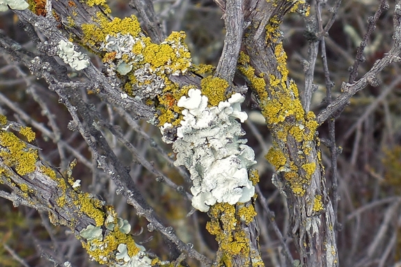 The Santa Rosa Plateau located near Murrieta, CA in the Santa Ana Mountains is a great place to hike and learn about California's history and native ecology