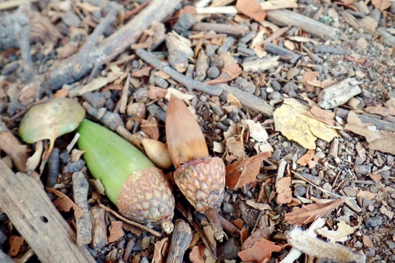 The Santa Rosa Plateau located near Murrieta, CA in the Santa Ana Mountains is a great place to hike and learn about California's history and native ecology