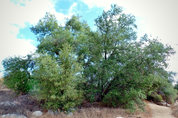 The Santa Rosa Plateau located near Murrieta, CA in the Santa Ana Mountains is a great place to hike and learn about California's history and native ecology