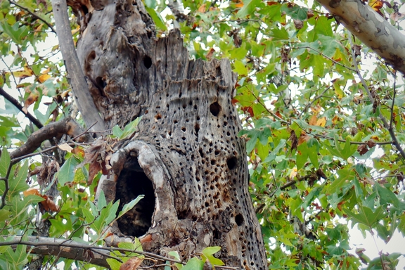 The Santa Rosa Plateau located near Murrieta, CA in the Santa Ana Mountains is a great place to hike and learn about California's history and native ecology