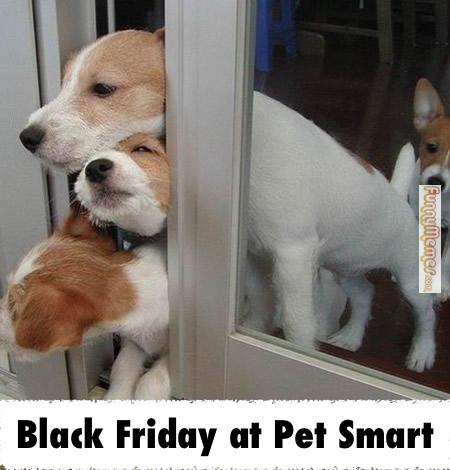 black-friday-meme-005-at-pet-smart