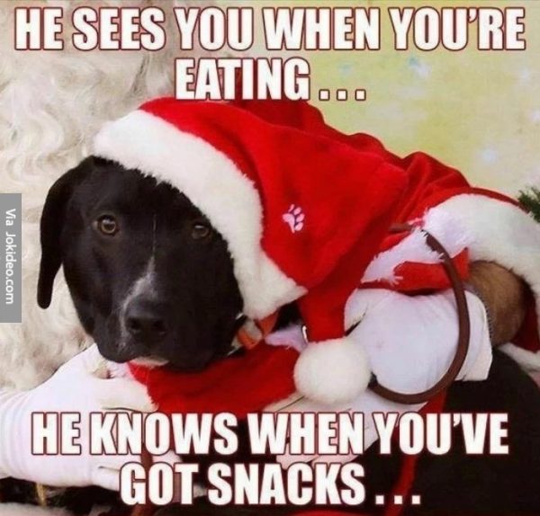 Dog-gone Funny Christmas Memes plus Friday Frivolity ...
