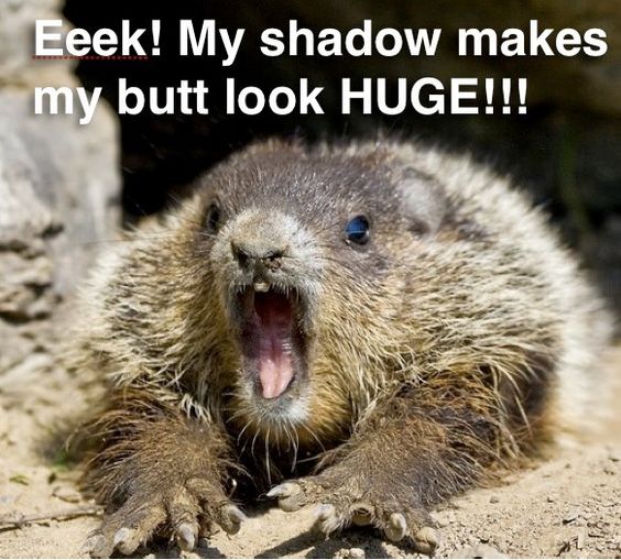 A Little Dose of Happy with Cute and Funny Groundhog Memes ...