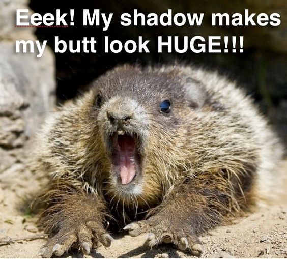 A Little Dose of Happy with Cute and Funny Groundhog Memes (Friday ...