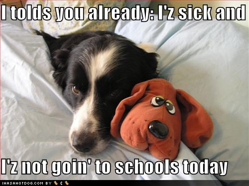 Get Well Soon Puppy Meme