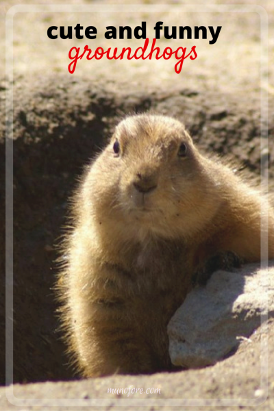 Cute and Funny Groundhog memes - celebrate Groundhog Day with these adorable groundhog memes. funny memes, cute animal memes.