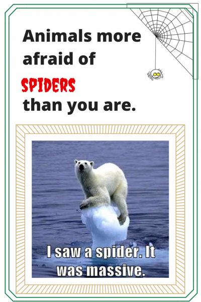 Funny Animals More Afraid of Spiders than You Are (funny spider memes)