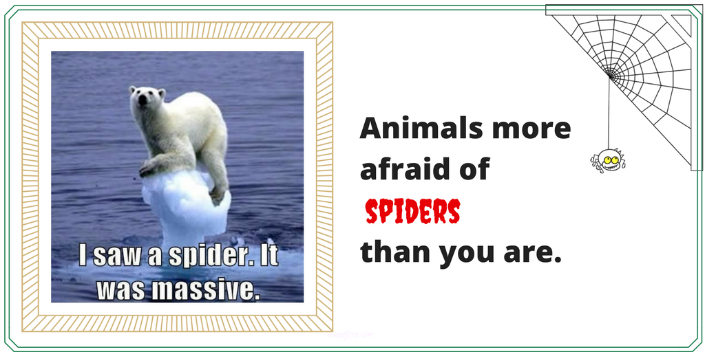 Funny Animals More Afraid of Spiders than You Are (funny spider memes)