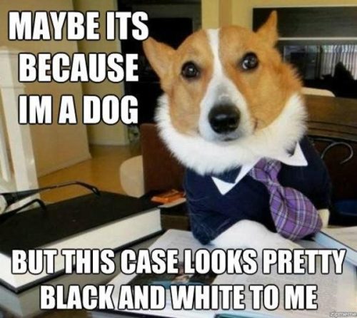 Dogs at Work Memes #FridayFrivolity - Munofore