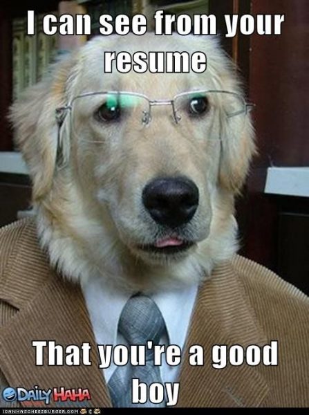 Dogs at Work Memes #FridayFrivolity - Munofore