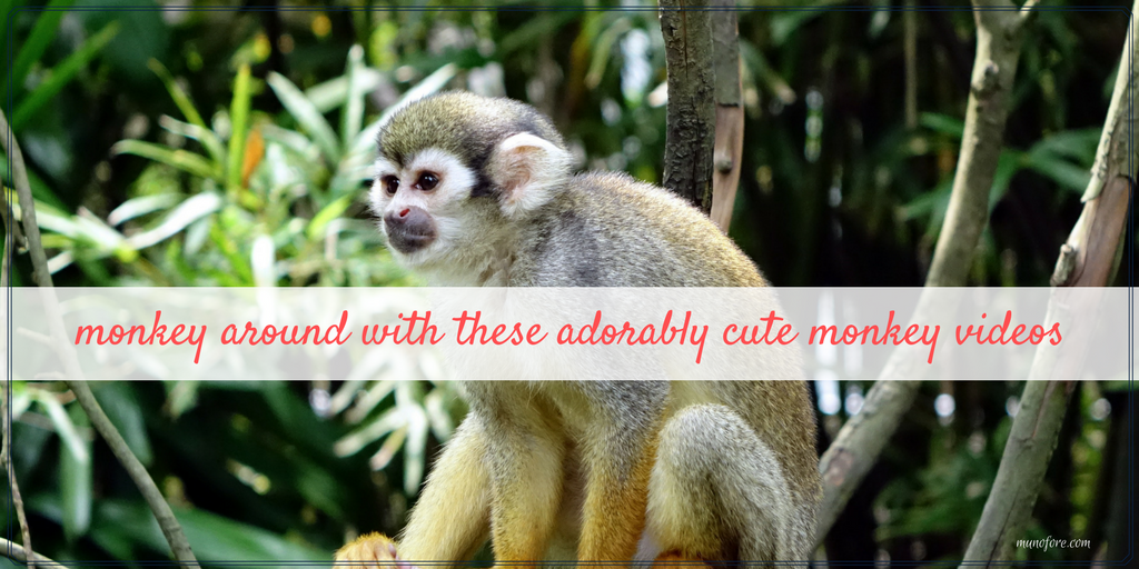 Monkey Around with these cute monkey videos.