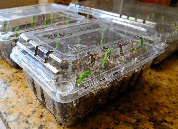 https://munofore.com/wp-content/uploads/2017/07/plastic-containers-how-to-germinate-seeds-600x435.jpg
