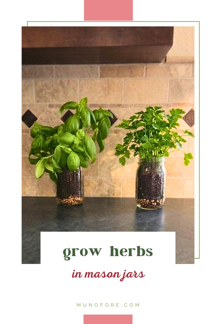 basil and parsley planted in mason jars on a kitchen counter