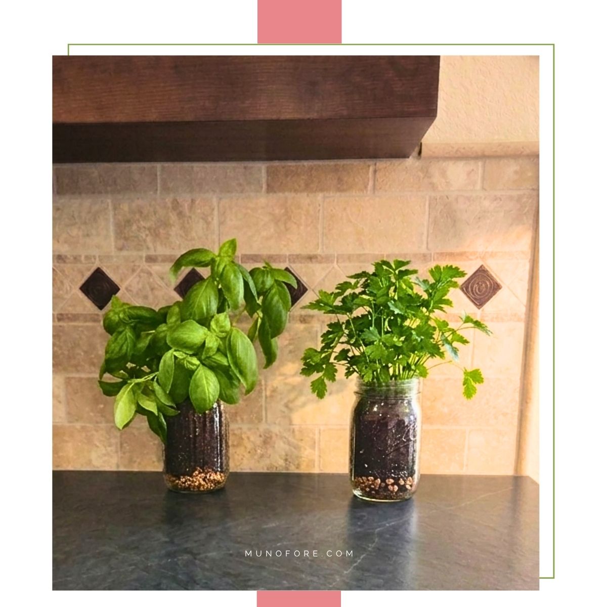 basil and parsley planted in mason jars on a kitchen counter
