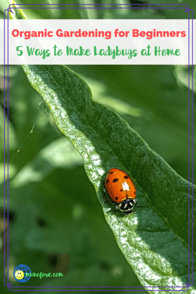 lady bug crawling on a leaf with text overlay "Ways to Make Ladybugs at Home"