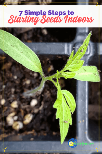 photo of seedling in pot - with text overlay 7 simple Steps for starting seeds indoors