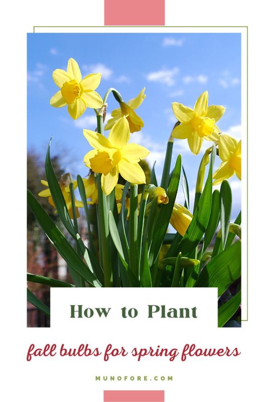 daffodils with text overlay "How to plant fall bulbs for spring flowers"
