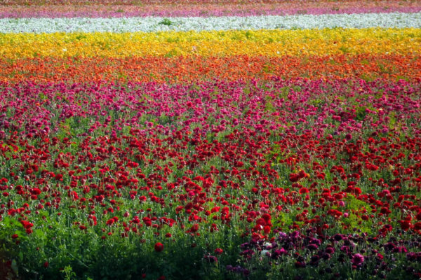 ranunculous fields in Carlsbad