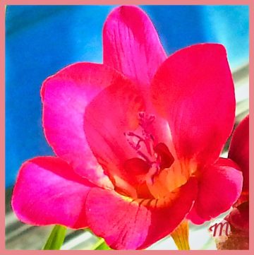 close up of pink freesia
